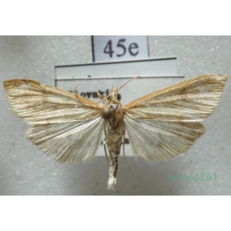 Udea ferrugalis (Hübner, 1796) Slovakia45e